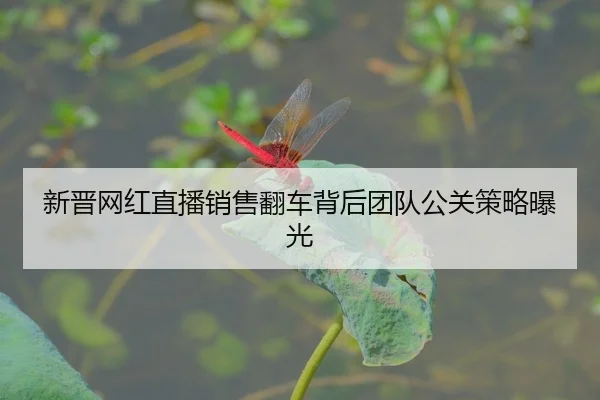 xin-jin-wang-hong-zhi-bo-xiao-shou-fan-che-bei-hou-tuan-dui-gong-guan-ce-lve-bao-guang-2-552.jpg
